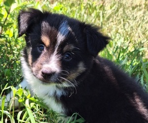 Miniature Australian Shepherd Puppy for sale in FAIRVIEW, SD, USA