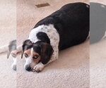 Small #1 Beagle