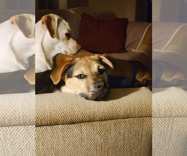 Medium Photo #15 Beagle-Unknown Mix Puppy For Sale in Escondido, CA, USA