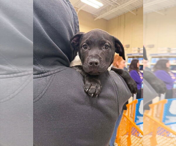 Medium Photo #1 American Staffordshire Terrier-Unknown Mix Puppy For Sale in Wenonah, NJ, USA