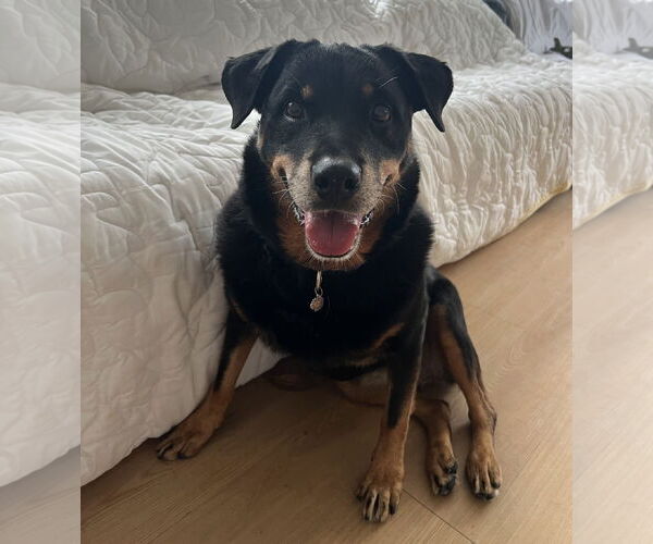 Medium Photo #20 Rottweiler Puppy For Sale in Rockaway, NJ, USA