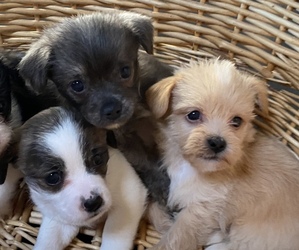 ShiChi Dogs for adoption in MAHWAH, NJ, USA