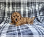 Small #3 Cavapoo