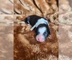 Small #6 Sheepadoodle