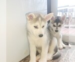 Small Photo #6 Siberian Husky Puppy For Sale in BLOOMFIELD, KY, USA