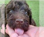 Small Photo #4 Labradoodle Puppy For Sale in THE VILLAGES, FL, USA
