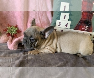 French Bulldog Puppy for sale in JOHNS ISLAND, SC, USA