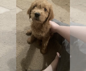Goldendoodle Puppy for sale in BRAZITO, MO, USA