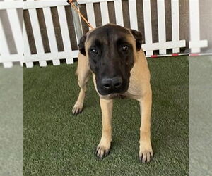 Mutt Dogs for adoption in Modesto, CA, USA