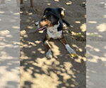 Small #1 Beagle