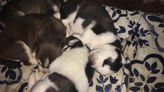 Siberian Husky Puppy for sale in NEW BERN, NC, USA