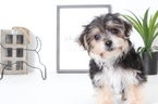 Small Photo #3 Yo-Chon Puppy For Sale in NAPLES, FL, USA