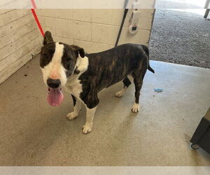 Bull Terrier Dogs for adoption in San Bernardino, CA, USA