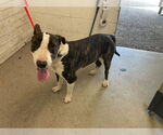 Small Bull Terrier