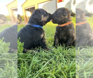 Rottle Puppy for sale in RHOME, TX, USA