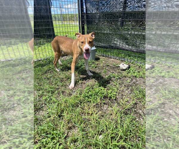 Medium Photo #4 Mutt Puppy For Sale in Abbeville, LA, USA