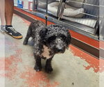 Small #1 Poodle (Miniature) Mix