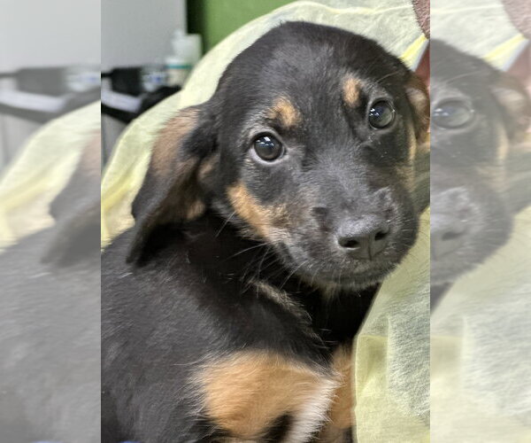 Medium Photo #2 Labrador Retriever-Unknown Mix Puppy For Sale in Elmsford, NY, USA