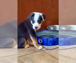 Small Australian Shepherd