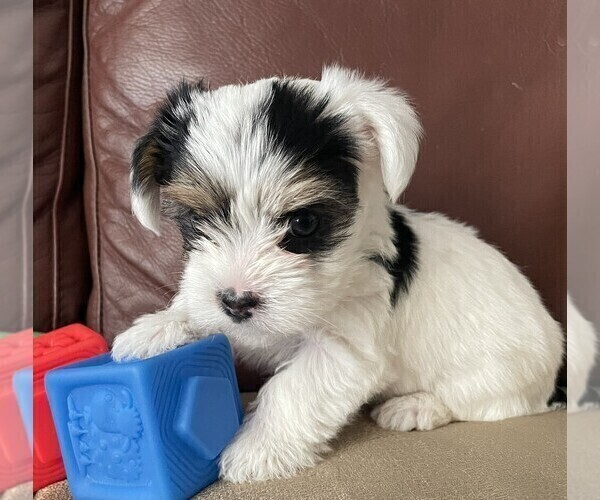 Medium Photo #1 Yorkshire Terrier Puppy For Sale in DENVER, CO, USA