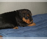 Small Photo #41 Airedale Terrier Puppy For Sale in CHARLESTOWN, IN, USA
