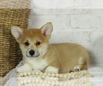 Small Photo #1 Pembroke Welsh Corgi Puppy For Sale in BOSWELL, IN, USA