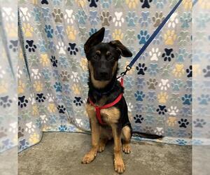 German Shepherd Dog-Unknown Mix Dogs for adoption in Rosenberg, TX, USA