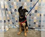 Small German Shepherd Dog Mix