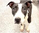 Small #1 American Pit Bull Terrier Mix