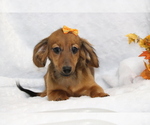 Small #1 Dachshund