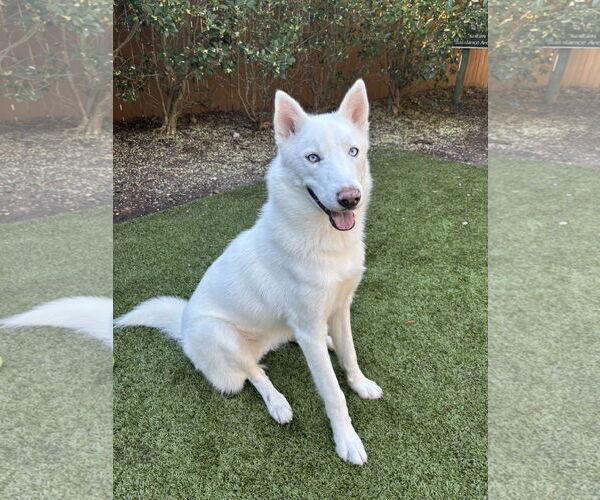 Medium Photo #1 Siberian Husky-Unknown Mix Puppy For Sale in Hilton Head, SC, USA