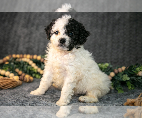 Medium Photo #2 Bernedoodle (Miniature) Puppy For Sale in NAPPANEE, IN, USA