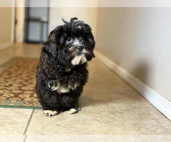 Medium Photo #2 Zuchon Puppy For Sale in TUCSON, AZ, USA