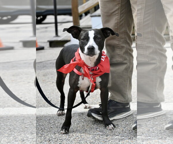 Medium Photo #6 Boston Terrier-Unknown Mix Puppy For Sale in Wakefield, RI, USA