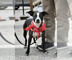Small #5 Boston Terrier Mix