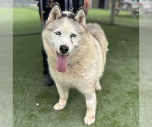 Siberian Husky Dogs for adoption in Camarillo, CA, USA