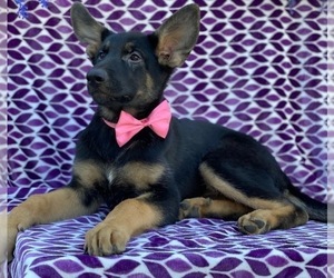 German Shepherd Dog Puppy for sale in LANCASTER, PA, USA