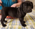 Small Photo #27 Cane Corso Puppy For Sale in MOORESVILLE, NC, USA