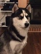 Small Photo #1 Siberian Husky Puppy For Sale in BOLINGBROOK, IL, USA