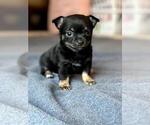 Small Photo #3 Chihuahua Puppy For Sale in IRVINE, CA, USA