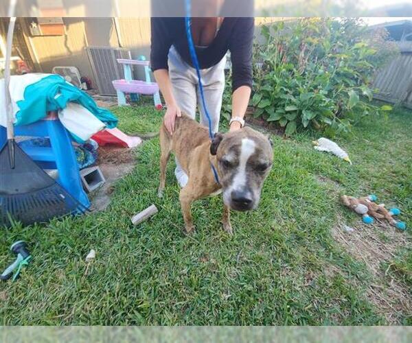 Medium Photo #1 Boxer-Unknown Mix Puppy For Sale in Houston, TX, USA