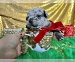 Small Photo #5 French Bulldog Puppy For Sale in HAYWARD, CA, USA