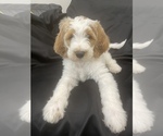 Small Photo #1 Goldendoodle Puppy For Sale in PHILA, PA, USA