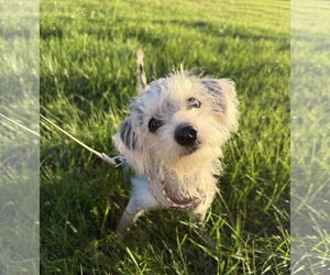 Maltese Dogs for adoption in Wheaton, IL, USA