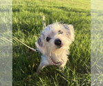 Alfie - Male Maltese Dog for Adoption - Small photo