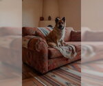 Small Photo #3 Chow Chow-Unknown Mix Puppy For Sale in Pena Blanca, NM, USA
