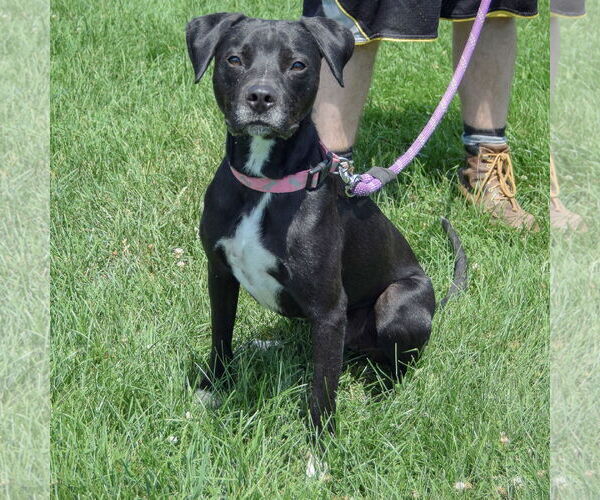 Medium Photo #3 Pointer-Unknown Mix Puppy For Sale in Huntley, IL, USA