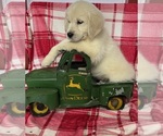 Small #18 English Cream Golden Retriever