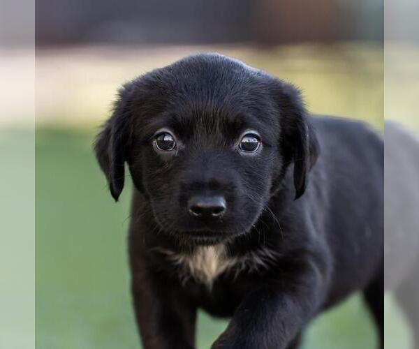 Medium Photo #1 Dachshund-Unknown Mix Puppy For Sale in San Diego, CA, USA