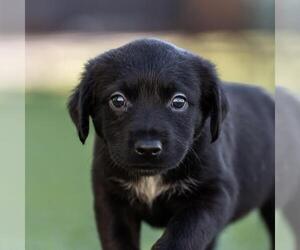 Dachshund-Unknown Mix Dogs for adoption in San Diego, CA, USA